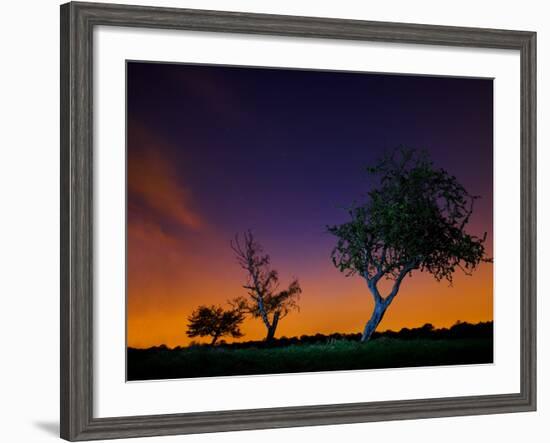 A Tree at Night with an Orange and Purple Sky-Alex Saberi-Framed Photographic Print