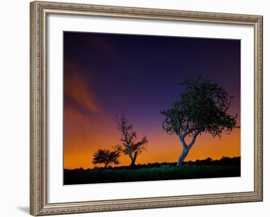 A Tree at Night with an Orange and Purple Sky-Alex Saberi-Framed Photographic Print