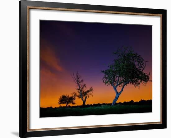 A Tree at Night with an Orange and Purple Sky-Alex Saberi-Framed Photographic Print