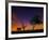 A Tree at Night with an Orange and Purple Sky-Alex Saberi-Framed Photographic Print