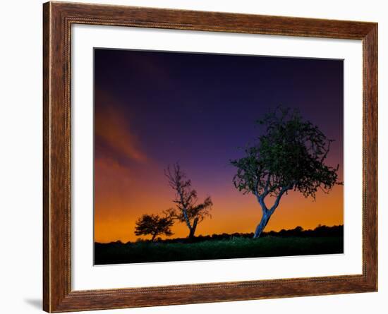 A Tree at Night with an Orange and Purple Sky-Alex Saberi-Framed Photographic Print