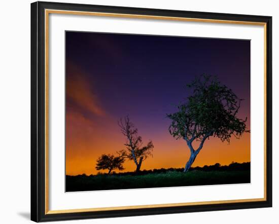 A Tree at Night with an Orange and Purple Sky-Alex Saberi-Framed Photographic Print