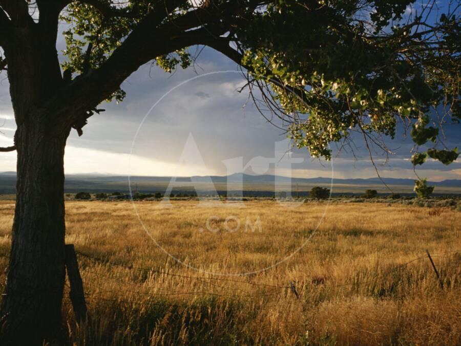 A Tree Frames Golden Grassland And Rolling Hills Under Stormy A Tree Frames Golden Grassland And Rolling Hills Under Stormy Sky Photographic Print By Raul Touzon Art Com