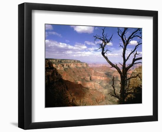 A Tree Frames a Spectacular View of Arizona's Grand Canyon-null-Framed Photographic Print