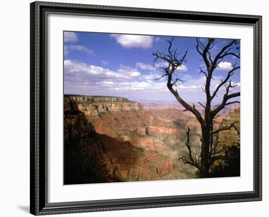 A Tree Frames a Spectacular View of Arizona's Grand Canyon-null-Framed Photographic Print