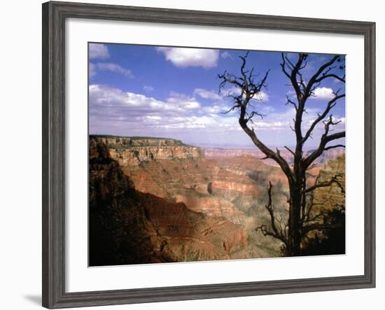 A Tree Frames a Spectacular View of Arizona's Grand Canyon-null-Framed Photographic Print