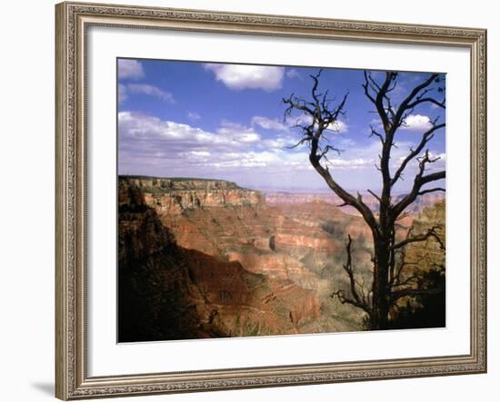 A Tree Frames a Spectacular View of Arizona's Grand Canyon-null-Framed Photographic Print