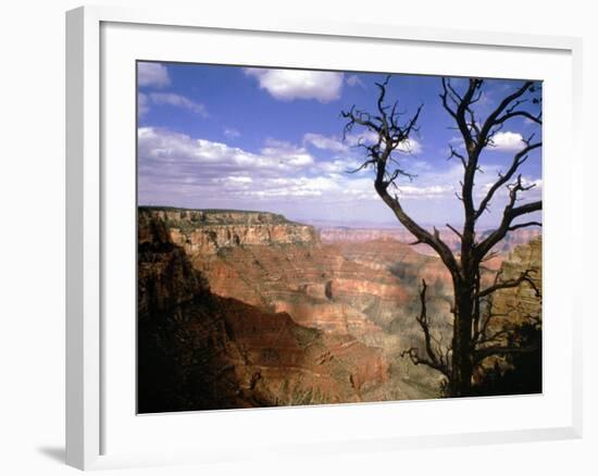 A Tree Frames a Spectacular View of Arizona's Grand Canyon-null-Framed Photographic Print