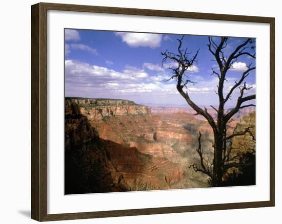 A Tree Frames a Spectacular View of Arizona's Grand Canyon-null-Framed Photographic Print