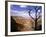 A Tree Frames a Spectacular View of Arizona's Grand Canyon-null-Framed Photographic Print