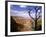 A Tree Frames a Spectacular View of Arizona's Grand Canyon-null-Framed Photographic Print