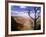 A Tree Frames a Spectacular View of Arizona's Grand Canyon-null-Framed Photographic Print