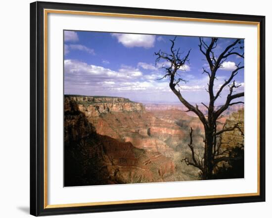 A Tree Frames a Spectacular View of Arizona's Grand Canyon-null-Framed Photographic Print