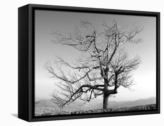 A Tree in a Bleak Location-Rip Smith-Framed Premier Image Canvas