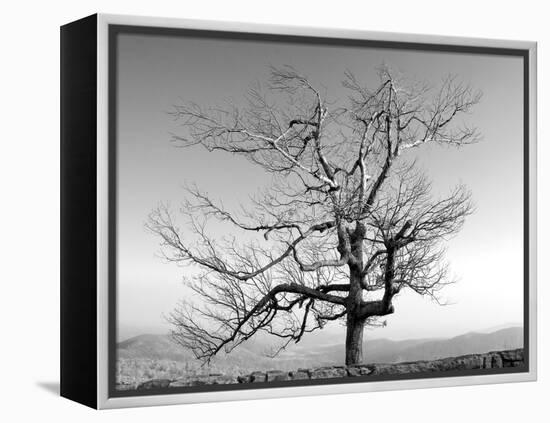 A Tree in a Bleak Location-Rip Smith-Framed Premier Image Canvas