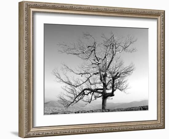 A Tree in a Bleak Location-Rip Smith-Framed Photographic Print