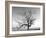 A Tree in a Bleak Location-Rip Smith-Framed Photographic Print