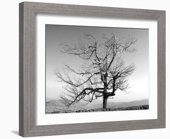 A Tree in a Bleak Location-Rip Smith-Framed Photographic Print