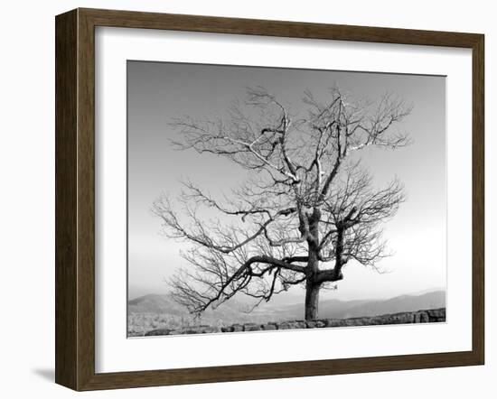 A Tree in a Bleak Location-Rip Smith-Framed Photographic Print