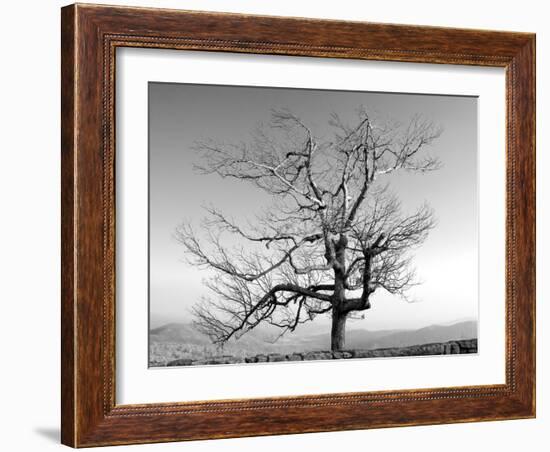 A Tree in a Bleak Location-Rip Smith-Framed Photographic Print