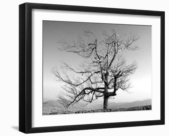 A Tree in a Bleak Location-Rip Smith-Framed Photographic Print