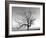 A Tree in a Bleak Location-Rip Smith-Framed Photographic Print