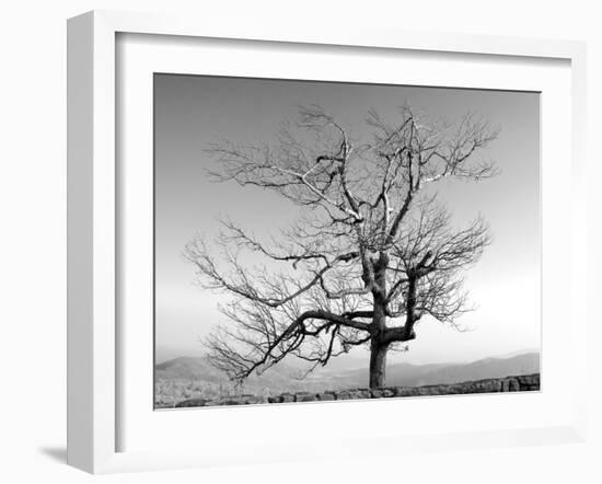 A Tree in a Bleak Location-Rip Smith-Framed Photographic Print