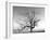 A Tree in a Bleak Location-Rip Smith-Framed Photographic Print