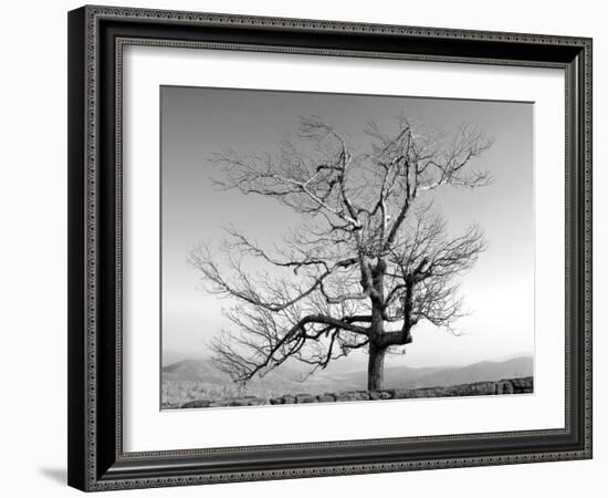 A Tree in a Bleak Location-Rip Smith-Framed Photographic Print