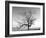 A Tree in a Bleak Location-Rip Smith-Framed Photographic Print