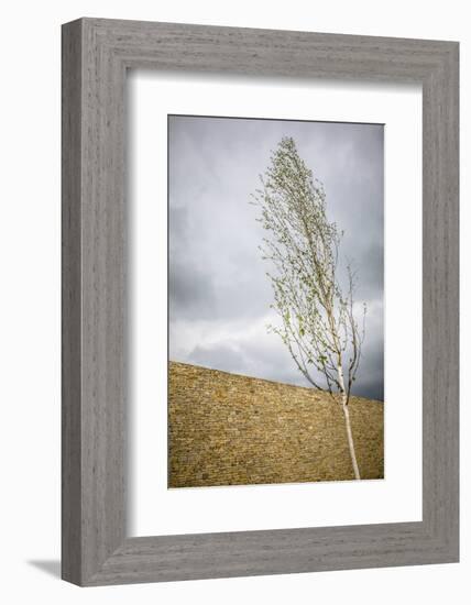 A tree in front of a stone wall-Mark Lord-Framed Photo