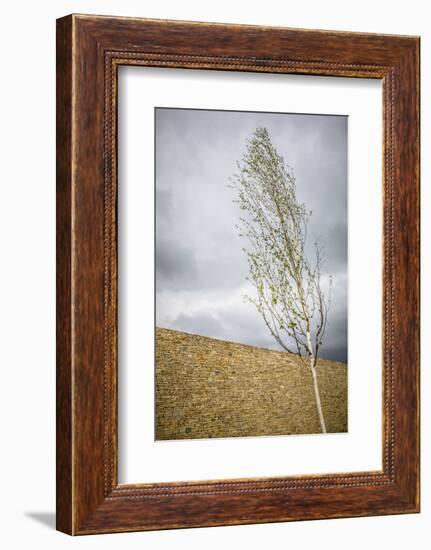 A tree in front of a stone wall-Mark Lord-Framed Photo