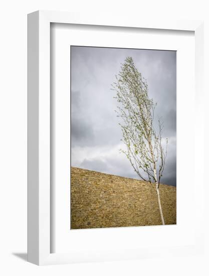 A tree in front of a stone wall-Mark Lord-Framed Photo