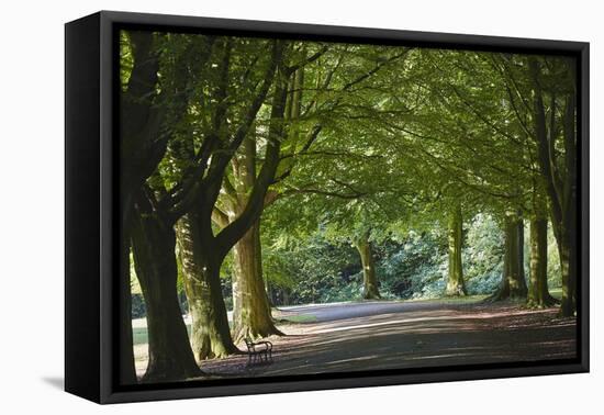 A Tree-Lined Avenue in Clifton, Bristol, England, United Kingdom, Europe-Nigel Hicks-Framed Premier Image Canvas