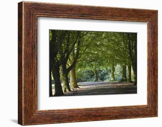 A Tree-Lined Avenue in Clifton, Bristol, England, United Kingdom, Europe-Nigel Hicks-Framed Photographic Print