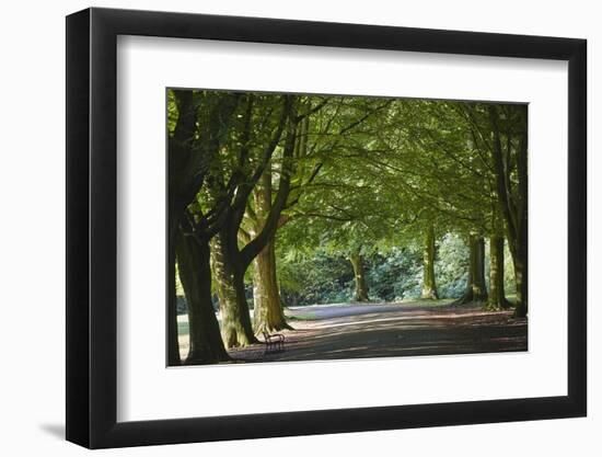 A Tree-Lined Avenue in Clifton, Bristol, England, United Kingdom, Europe-Nigel Hicks-Framed Photographic Print