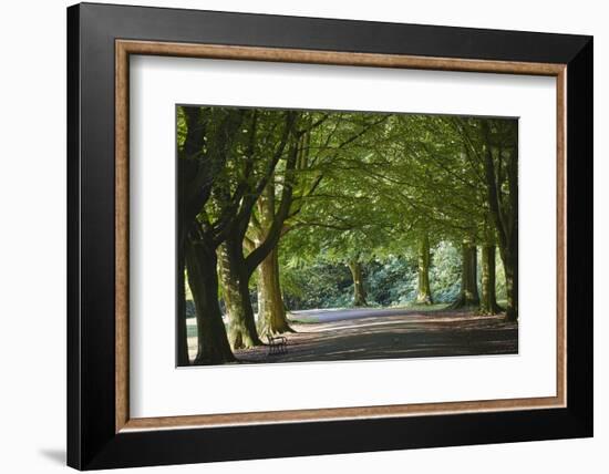 A Tree-Lined Avenue in Clifton, Bristol, England, United Kingdom, Europe-Nigel Hicks-Framed Photographic Print