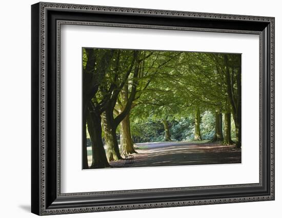 A Tree-Lined Avenue in Clifton, Bristol, England, United Kingdom, Europe-Nigel Hicks-Framed Photographic Print