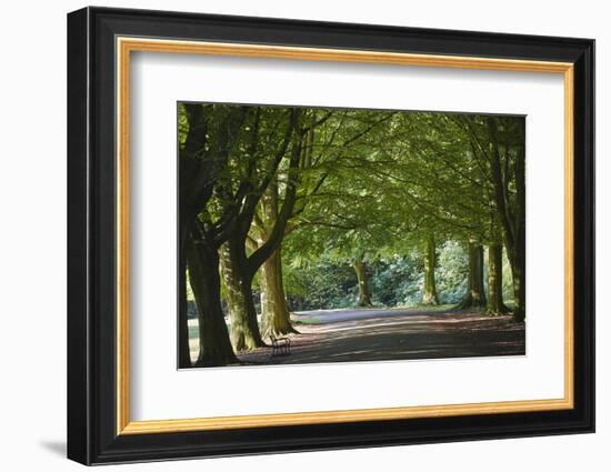 A Tree-Lined Avenue in Clifton, Bristol, England, United Kingdom, Europe-Nigel Hicks-Framed Photographic Print