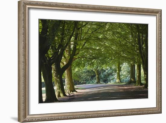 A Tree-Lined Avenue in Clifton, Bristol, England, United Kingdom, Europe-Nigel Hicks-Framed Photographic Print