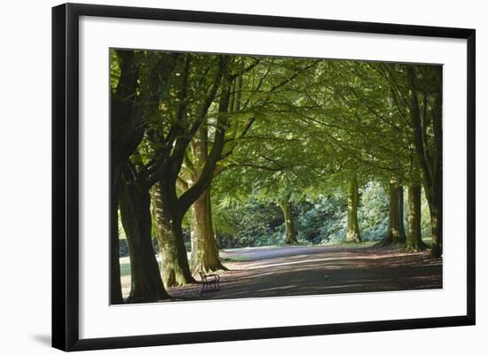 A Tree-Lined Avenue in Clifton, Bristol, England, United Kingdom, Europe-Nigel Hicks-Framed Photographic Print