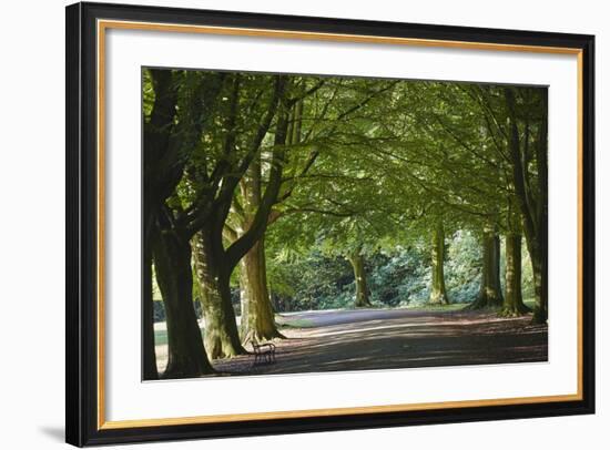 A Tree-Lined Avenue in Clifton, Bristol, England, United Kingdom, Europe-Nigel Hicks-Framed Photographic Print