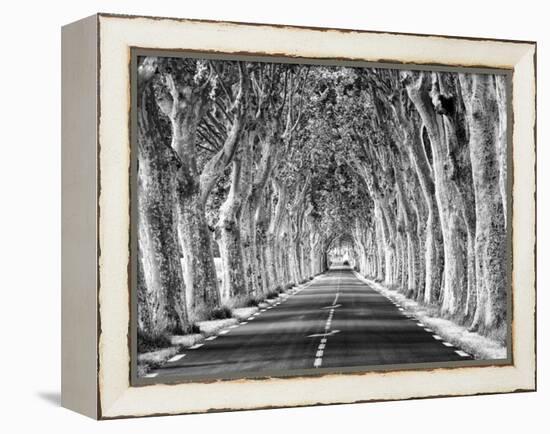 A Tree-Lined Road, Languedoc-Roussillon, France-Nadia Isakova-Framed Premier Image Canvas