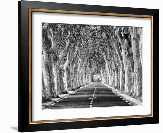 A Tree-Lined Road, Languedoc-Roussillon, France-Nadia Isakova-Framed Photographic Print