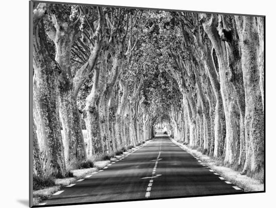 A Tree-Lined Road, Languedoc-Roussillon, France-Nadia Isakova-Mounted Photographic Print