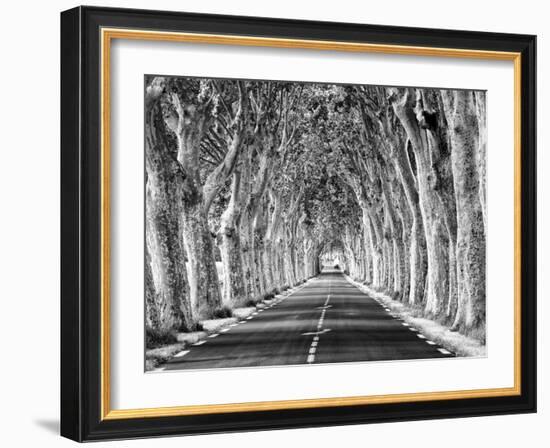 A Tree-Lined Road, Languedoc-Roussillon, France-Nadia Isakova-Framed Photographic Print