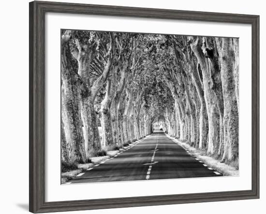 A Tree-Lined Road, Languedoc-Roussillon, France-Nadia Isakova-Framed Photographic Print