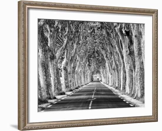 A Tree-Lined Road, Languedoc-Roussillon, France-Nadia Isakova-Framed Photographic Print