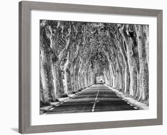 A Tree-Lined Road, Languedoc-Roussillon, France-Nadia Isakova-Framed Photographic Print