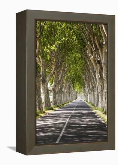 A Tree-Lined Road, Languedoc-Roussillon, France-Nadia Isakova-Framed Premier Image Canvas